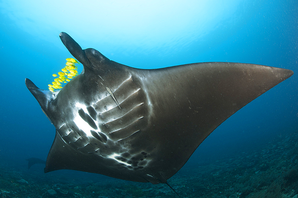 The reef manta ray (Manta alfredi) with yellow pilot fish in front of its mouth, Dampier Strait, Raja Ampat, West Papua, Indonesia, Southeast Asia, Asia