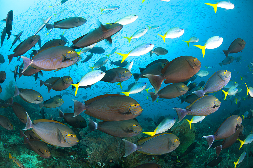 Schooling yellowmask surgeonfish (Acanthurus mata) and blue and yellow fusilier fish (Caesio teres) at the upstream side of Mike's Point, Raja Ampat, Indonesia, Southeast Asia, Asia