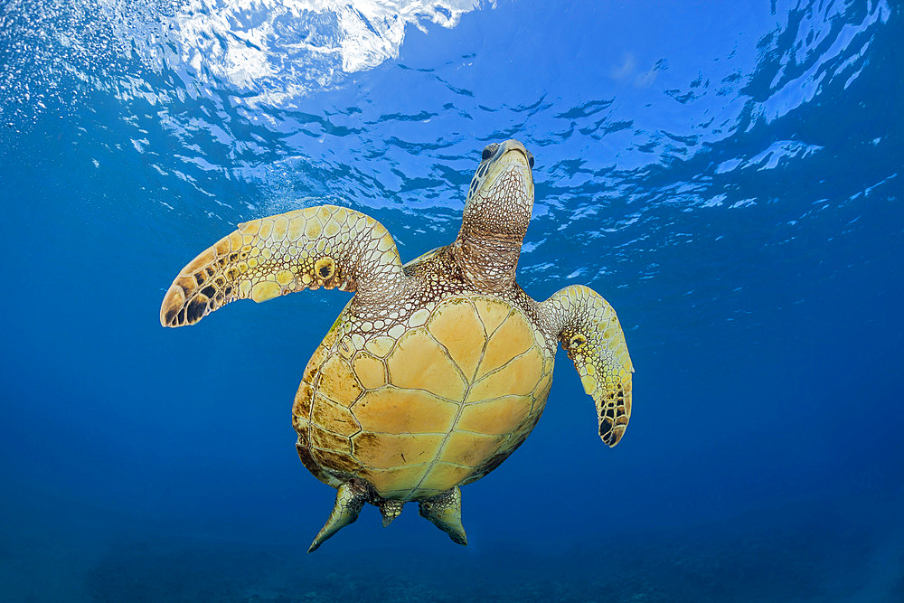 A green sea turtle (Chelonia mydas) makes its way to the surface off Maui, Hawaii, United States of America, Pacific, North America