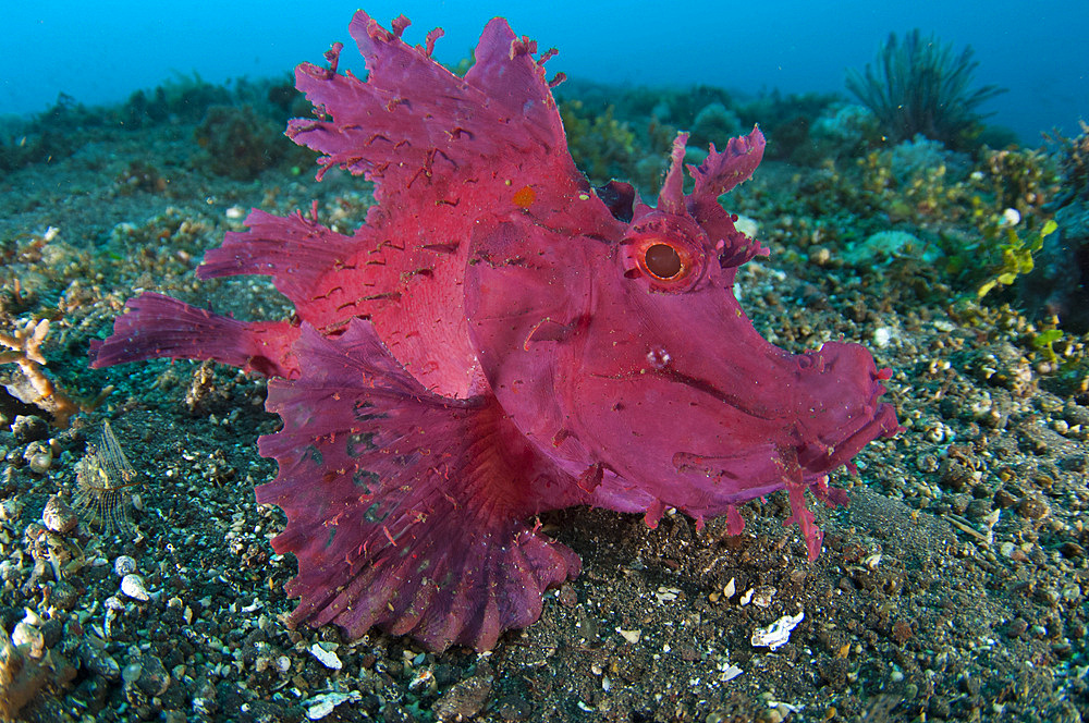 A bright pink purple paddle-flap scorpionfish {Rhinopias eschmeyeri) on volcanic sand, Tulamben, Bali, Indonesia, Southeast Asia, Asia