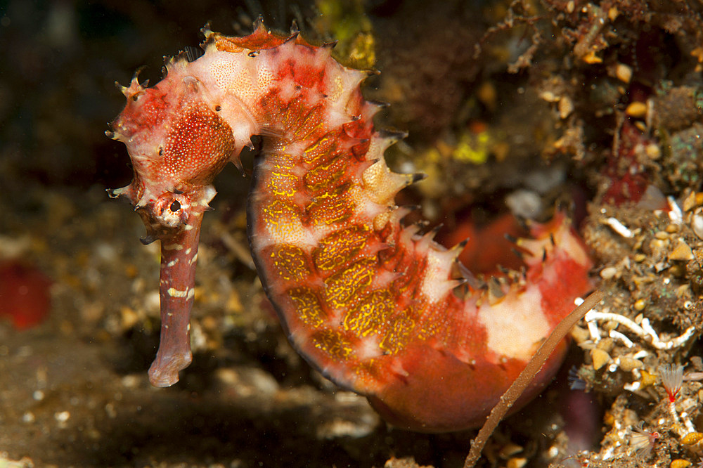 Thorny seahorse (Hippocampus histrix), side view, red and pink with yellow markings, Tulamben, Bali, Indonesia, Southeast Asia, Asia