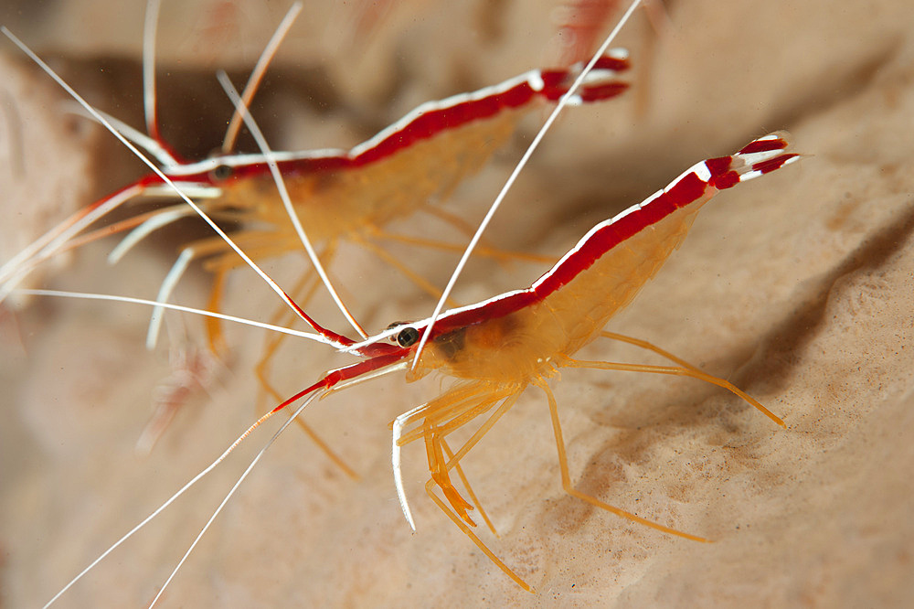 A pair of white striped cleaner shrimp (Lysmata amboinensis), Tulamben, Bali, Indonesia, Southeast Asia, Asia