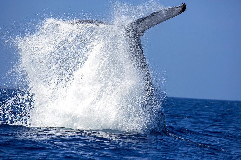 A humpback whale (Megaptera novaeangliae), slaps the surface of the water with its tail, United States of America, Pacific, North America