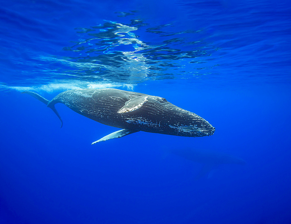 Humpback whale (Megaptera novaeangliae), underwater off the coast of Hawaii, United States of America, Pacific, North America