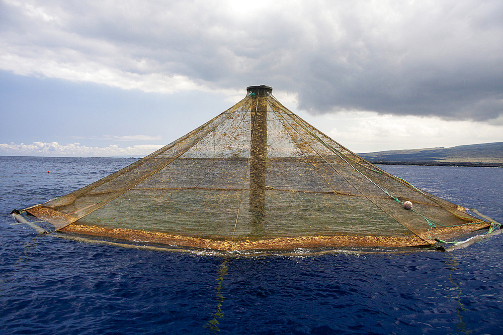 Pen containing almaco jacks (Seriola rivoliana), off the Big Island of Hawaii, United States of America, Pacific, North America