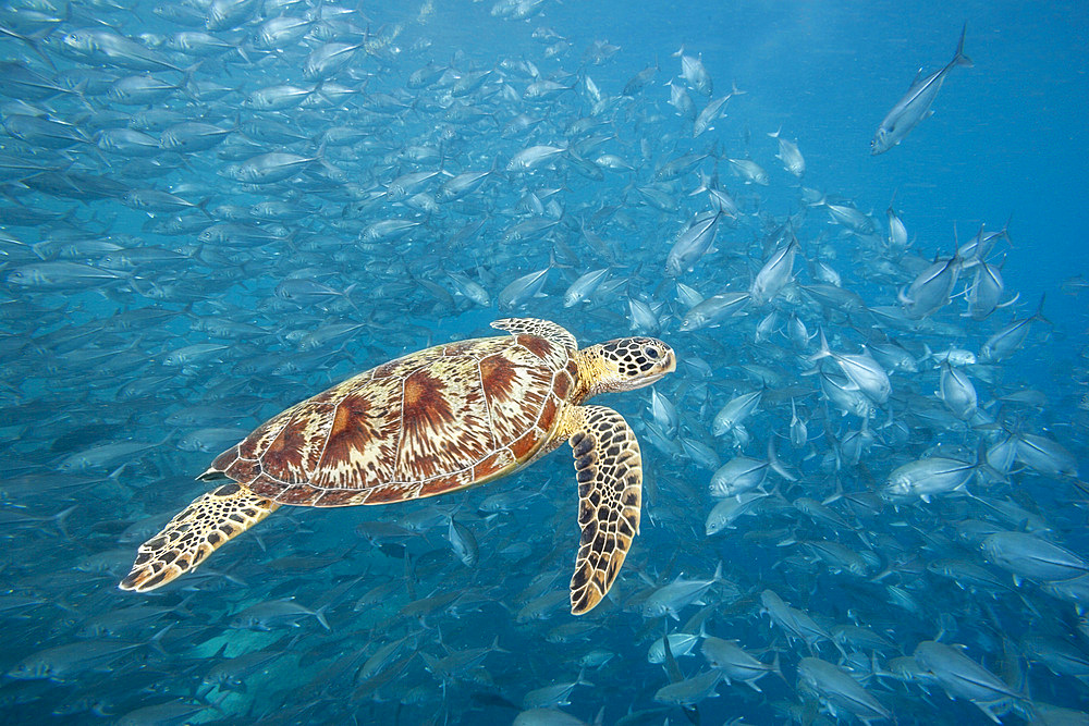 A green sea turtle and schooling bigeye jacks, Sipadan Island, Malaysia, Southeast Asia, Asia