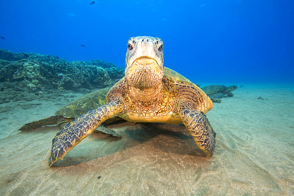 Green sea turtles (Chelonia mydas), gather at a cleaning station off West Maui, Hawaii, United States of America, Pacific, North America