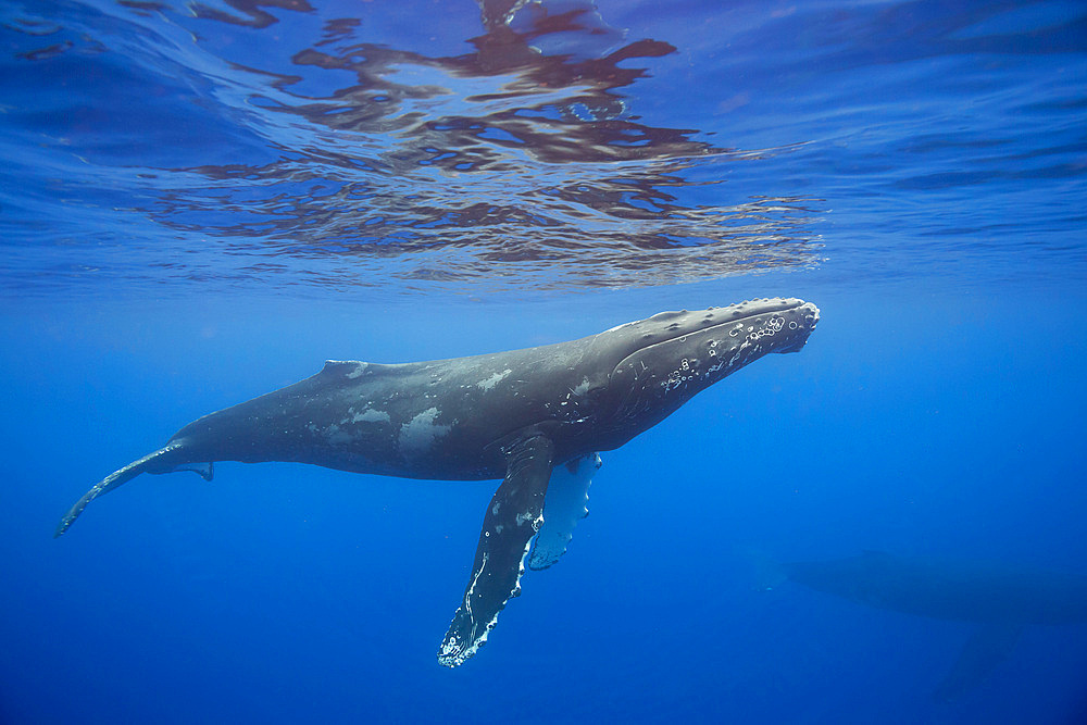 Humpback whales (Megaptera novaeangliae), underwater off the coast of Hawaii, United States of America, Pacific, North America