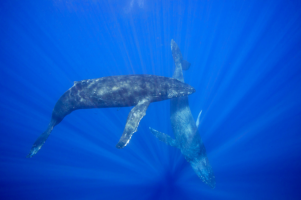 Humpback whales (Megaptera novaeangliae), underwater off the coast of Hawaii, United States of America, Pacific, North America