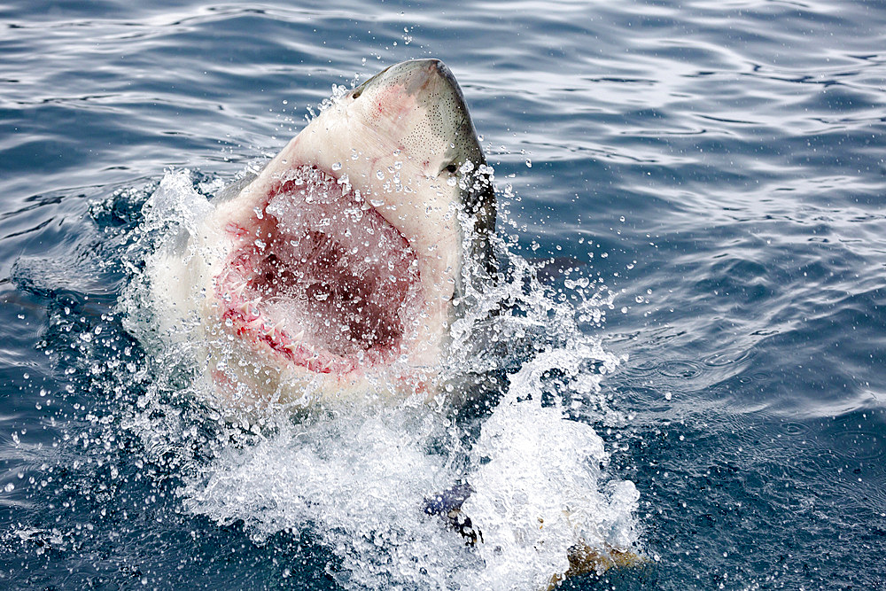 A great white shark (Carcharodon carcharias), breaks the surface off Guadalupe Island, Mexico, North America