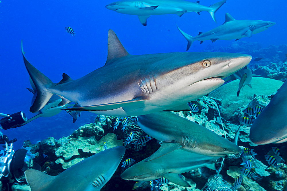 Grey reef sharks (Carcharhinus amblyrhynchos), at a controlled feeding of the island of Yap, Micronesia, Pacific