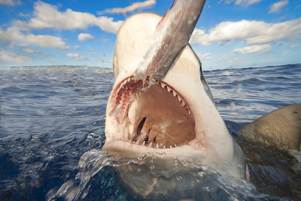 A Galapagos shark (Carcharhinus galapagensis), breaching the surface, Hawaii, United States of America, Pacific, North America