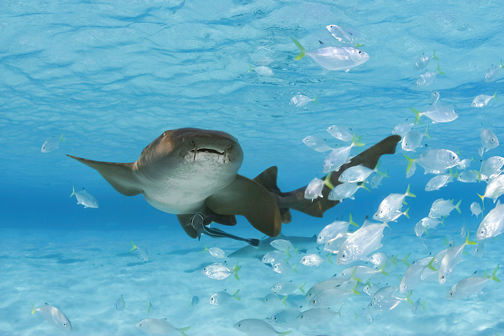 A nurse shark (Ginglymostoma cirratum) pictured with a school of juvenile jacks. Bahamas, Central America