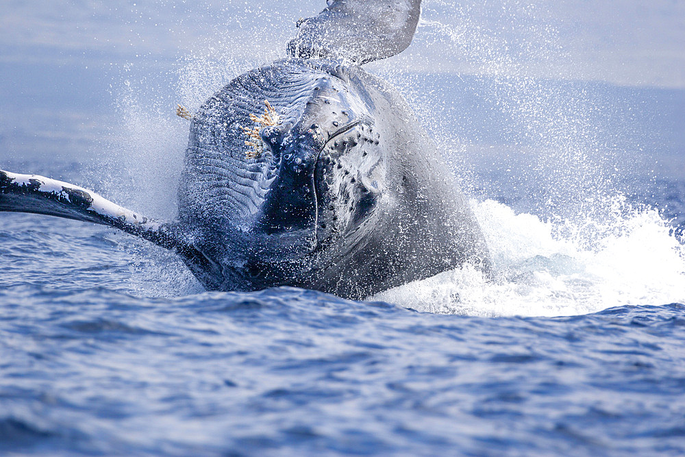 This breaching humpback whale (Megaptera novaeangliae), makes a large splash, United States of America, Pacific, North America