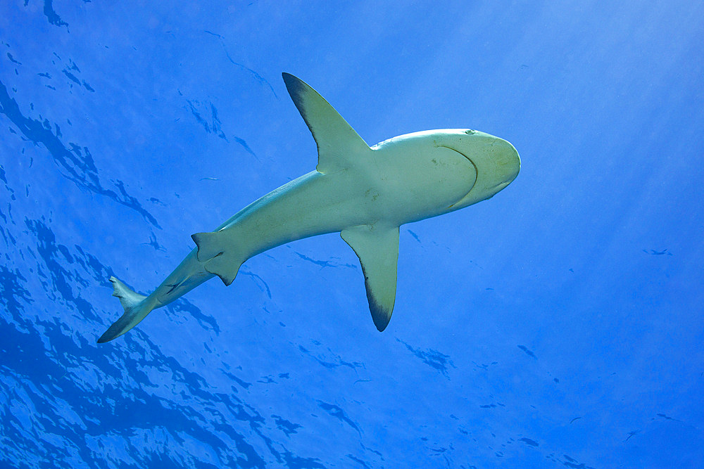 A female blacktip reef shark (Carcharhinus melanopterus), off the island of Yap, Micronesia, Pacific