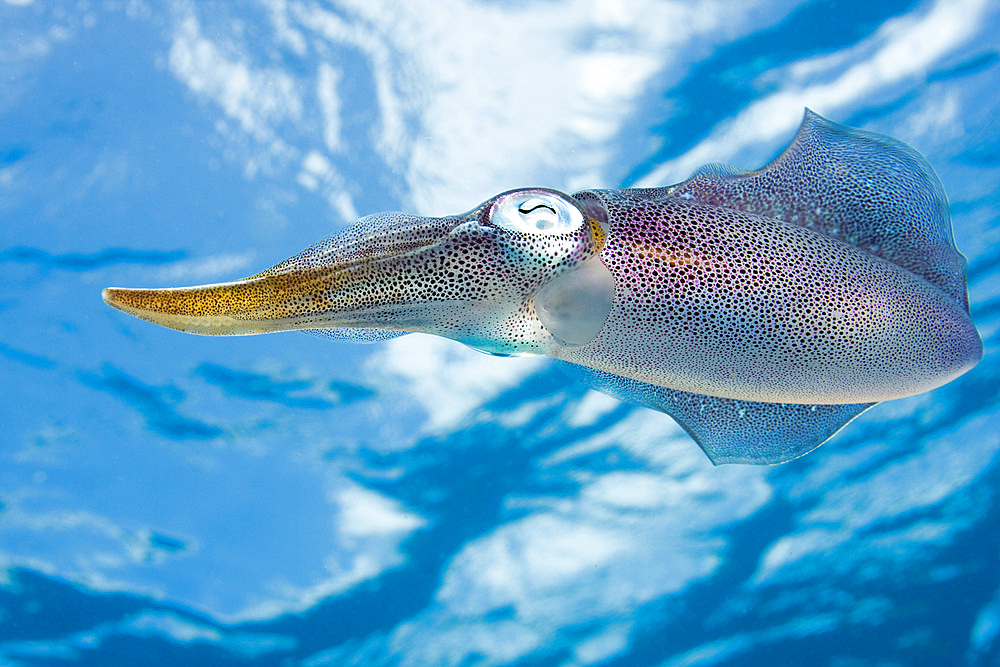 The Caribbean reef squid (Sepioteuthis sepioidea), in the Caribbean Sea, Bonaire, St. Eustatius and Saba, Central America