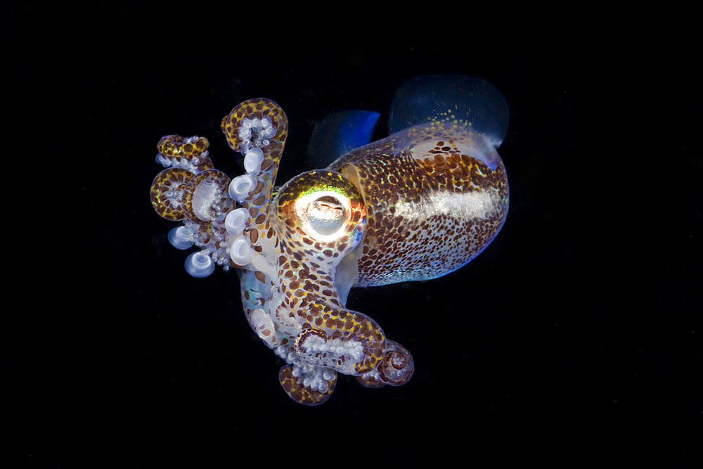 Bobtail squid (Euprymna berryi), Komodo, Indonesia, Southeast Asia, Asia