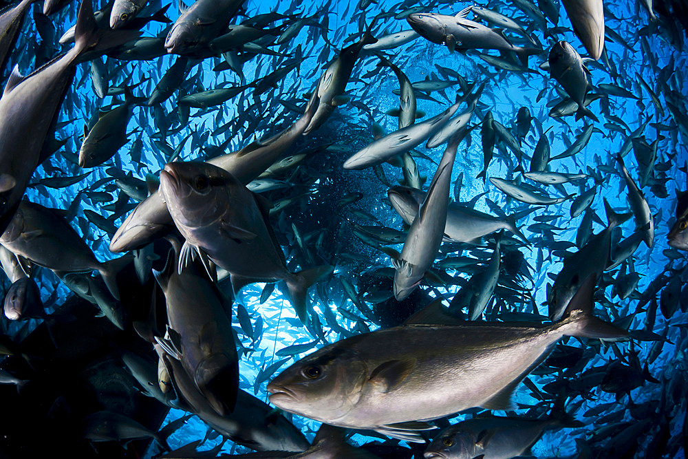 Almaco jack (Seriola rivoliana), in the pen at a fish farm off The Big Island, Hawaii, United States of America, Pacific, North America