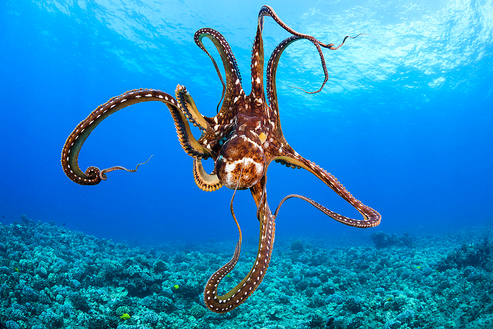 Day octopus (Octopus cyanea), Hawaii, United States of America, Pacific, North America