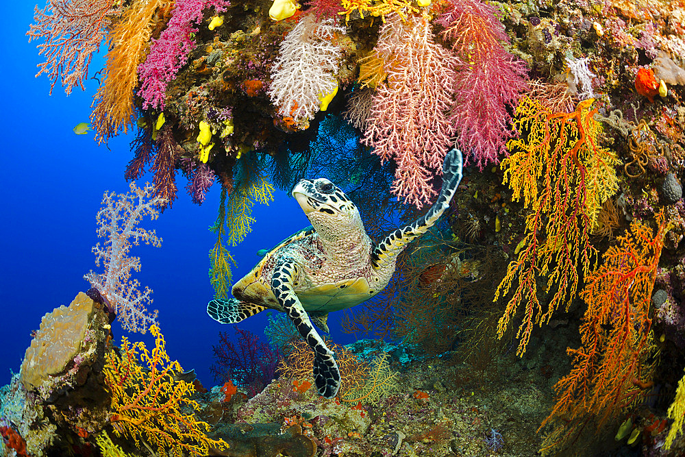 A hawksbill sea turtle (Eretmochelys imbricata), in a colorful overhang on a reef in the Koro Sea, Fiji, South Pacific, Pacific