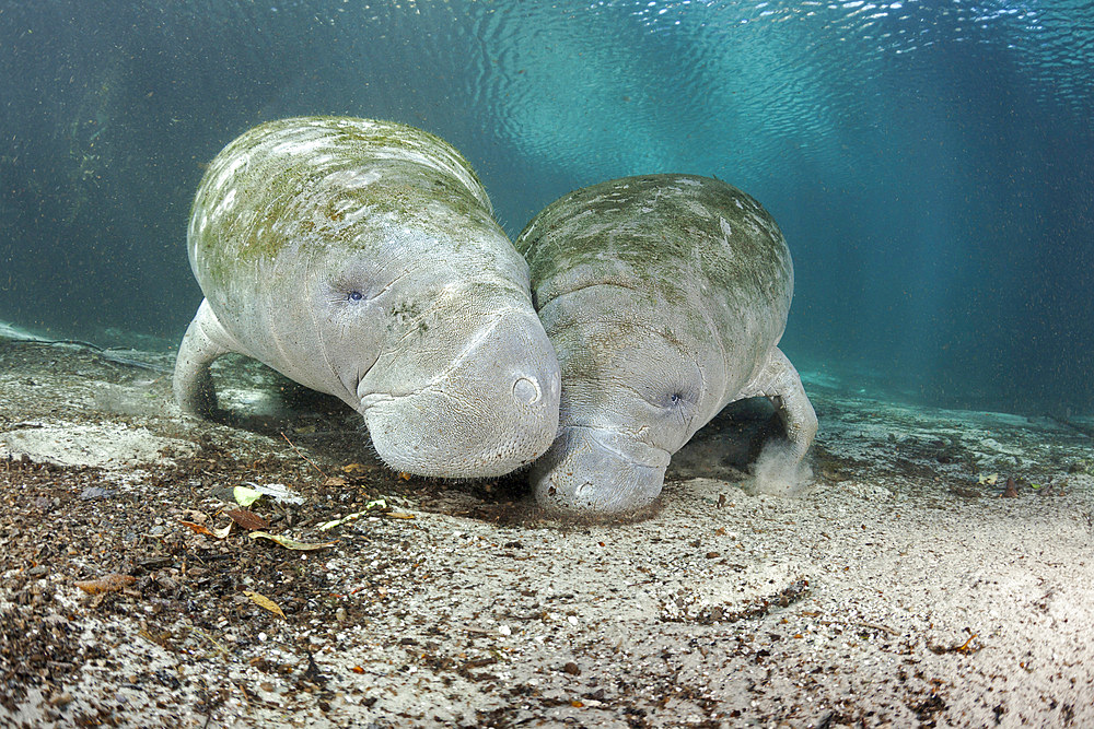 Florida manatees (Trichechus manatus latirostris), gather at Three Sisters Springs in Crystal River, Florida, United States of America, North America