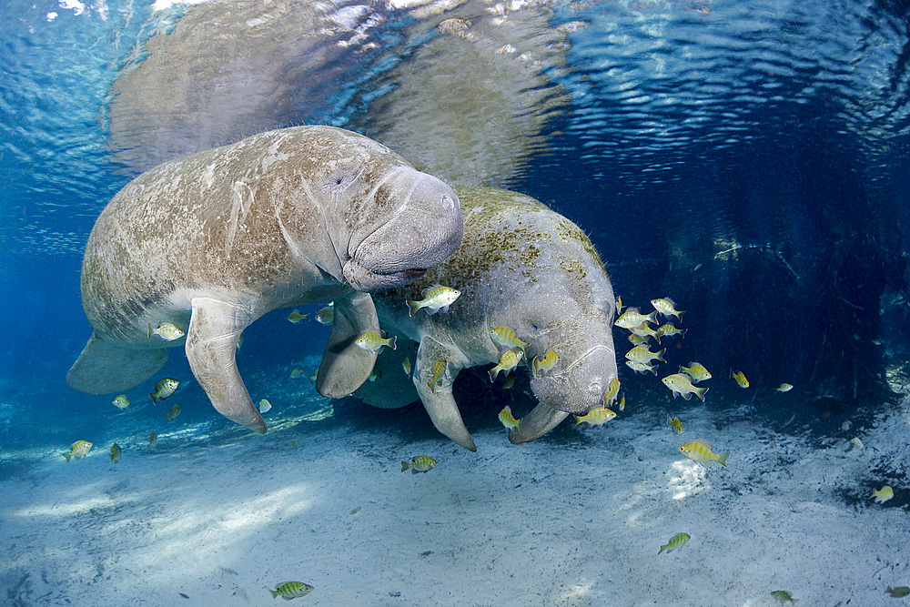 Florida manatees (Trichechus manatus latirostris), gather at Three Sisters Springs in Crystal River, Florida, United States of America, North America