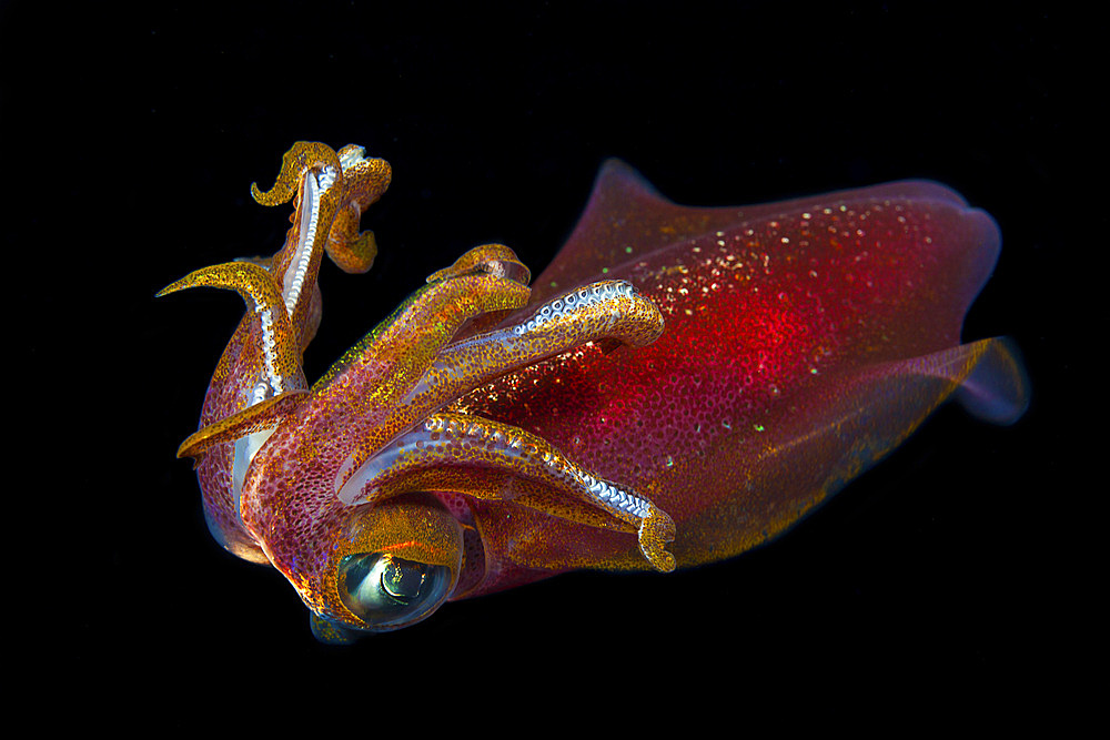 The male oval squid (Sepioteuthis lessoniana), can reach 14 inches in length, Hawaii, United States of America, Pacific, North America