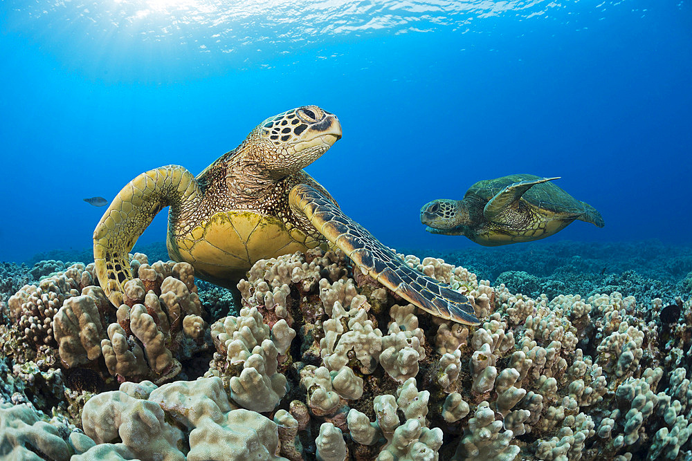 Green sea turtles (Chelonia mydas), an endangered species, Hawaii, United States of America, Pacific, North America