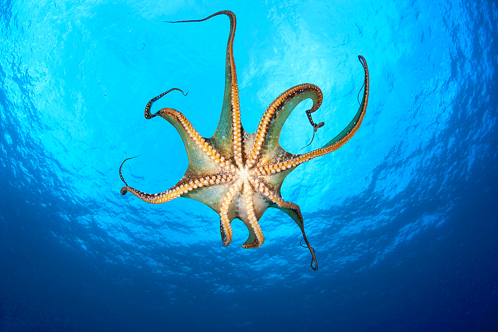 View showing the suckers on a day octopus (Octopus cyanea), Hawaii, United States of America, Pacific, North America