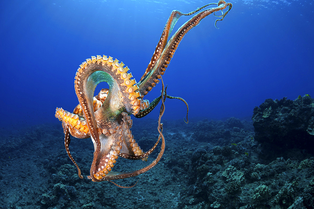 Day octopus (Octopus cyanea), in mid-water, Hawaii, United States of America, Pacific, North America