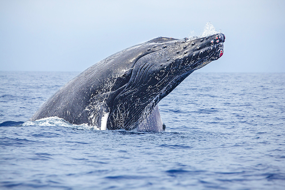 Red areas of torn flesh on chin can be seen on this humpback whale, from fighting with other humpback whales, United States of America, Pacific, North America