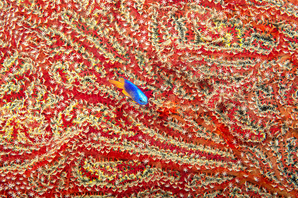 Gorgonian coral in the background with Arnaz's damselfish (Chrysiptera arnazae), Philippines, Southeast Asia, Asia