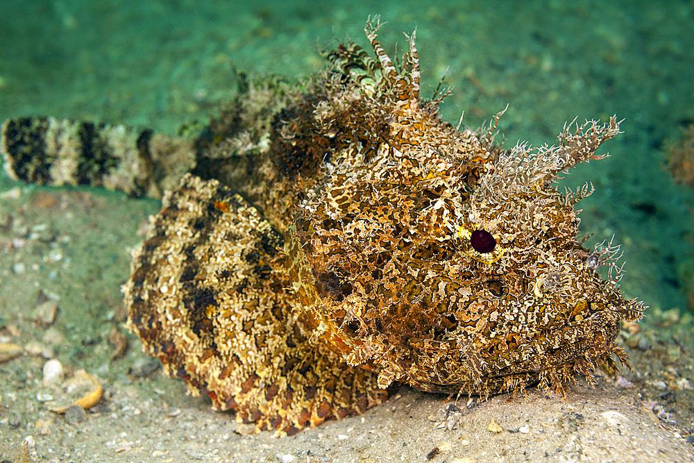 A plumed scorpionfish (Scorpaena grandicornis), off Singer Island in Florida, United States of America, North America