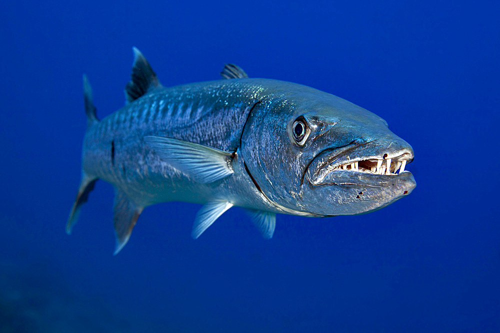 Great barracuda (Sphyraena barracuda), Hawaii, United States of America, Pacific, North America