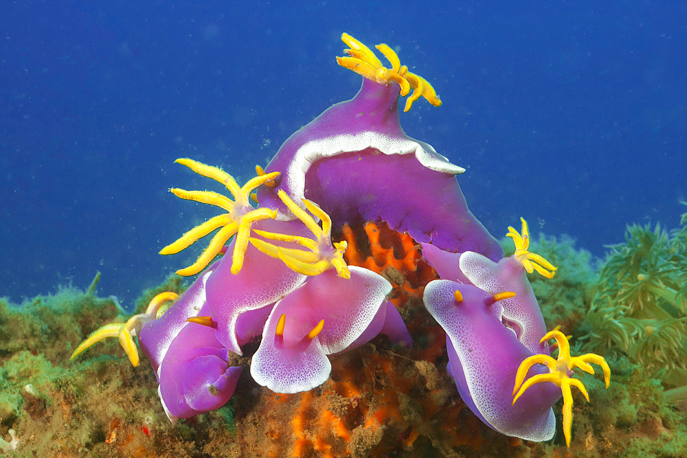 A gathering of robe hem hypselodoris nudibranchs (Hypselodoris apolegma), Komodo, Indonesia, Southeast Asia, Asia