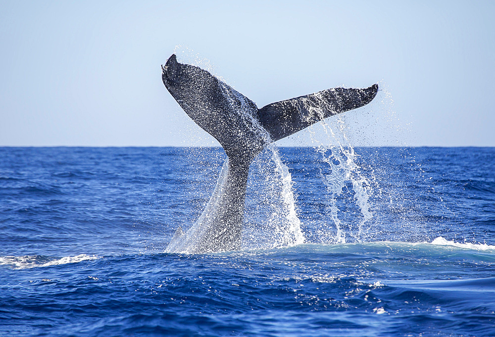 A humpback whale (Megaptera novaeangliae), tail slapping the surface of the Pacific Ocean off Hawaii, United States of America, Pacific, North America