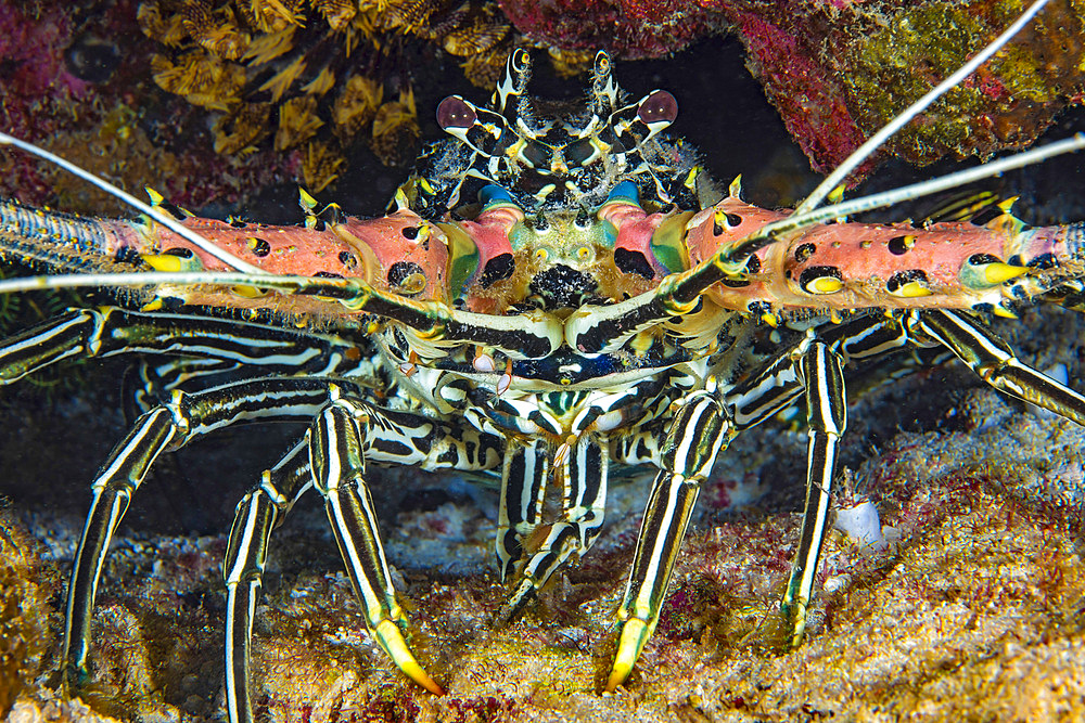 A painted spiny lobster (Panulirus versicolor) (Painted crayfish), Philippines, Southeast Asia, Asia