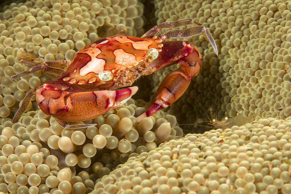 A harlequin swimming crab (Lissocarcinus laevis), lives with this sea anemone in symbiosis, Philippines, Southeast Asia, Asia