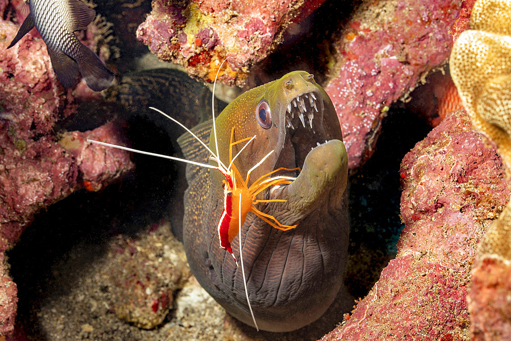 A cleaner shrimp (Lysmata amboinensis), inspects the teeth of an undulated moray eel, Hawaii, United States of America, Pacific, North America