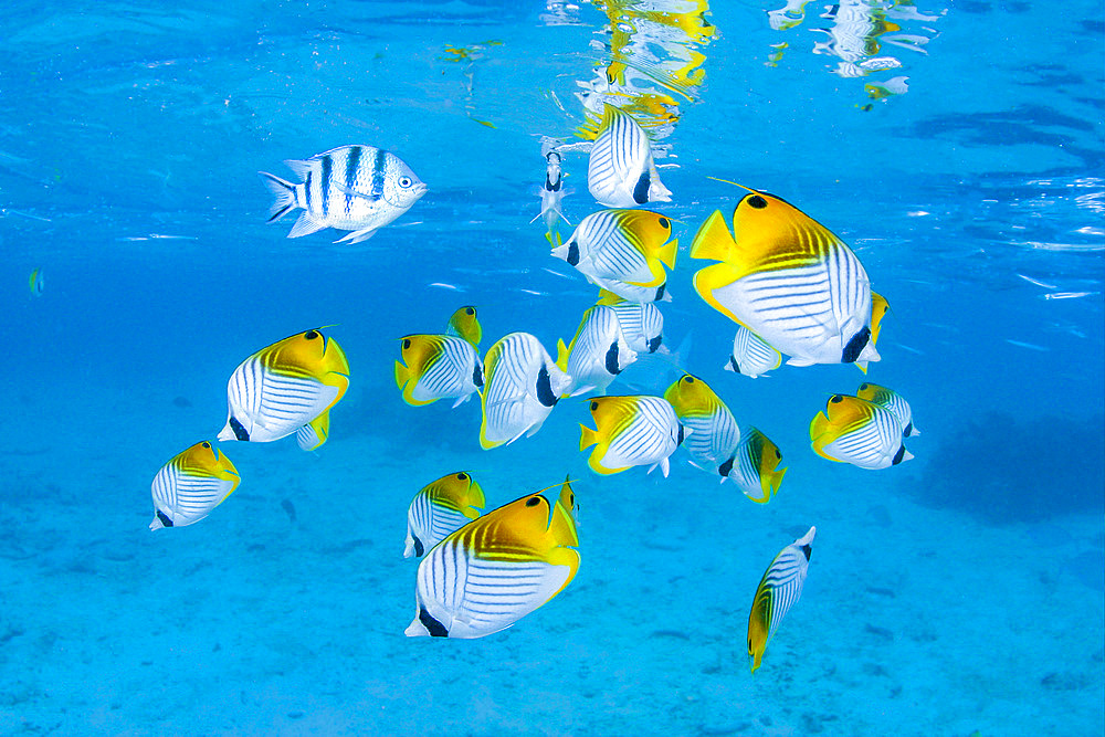 Schooling threadfin butterflyfish (Chaetodon auriga), in Rarotonga Lagoon, The Cook Islands, South Pacific, Pacific