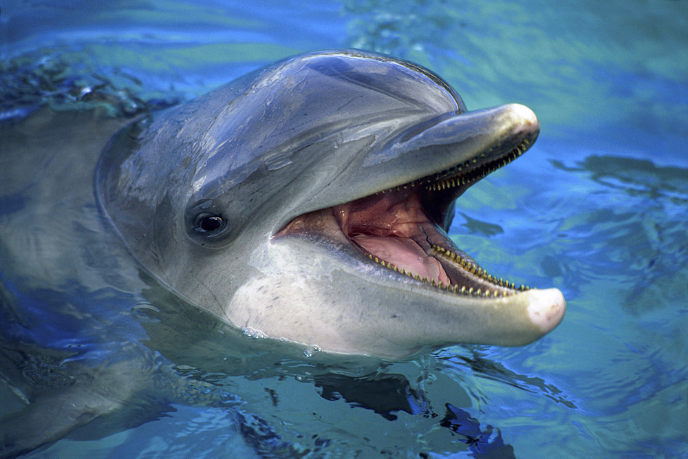 An Atlantic bottlenose dolphin (Tursiops truncatus) head above water, United States of America, Pacific, North America