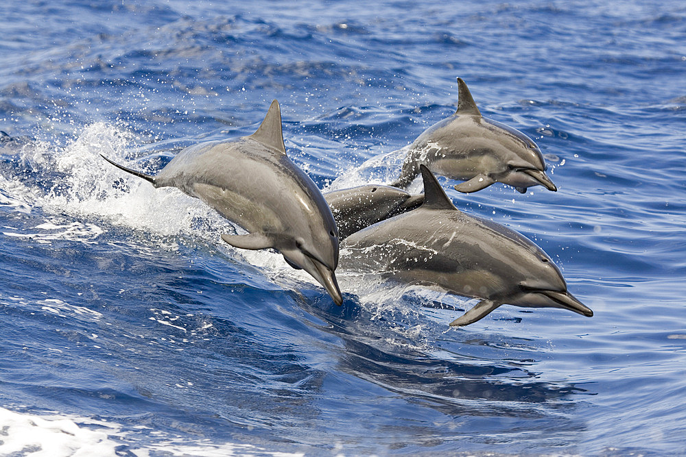 Spinner dolphins (Stenella longirostris) leap into the air at the same time, Hawaii, United States of America, Pacific, North America