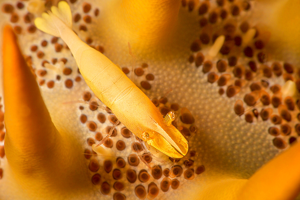 Sea star shimp (Periclimenes soror), on a crown-of-thorns starfish (Acanthaster planci), Yap, Micronesia, Pacific