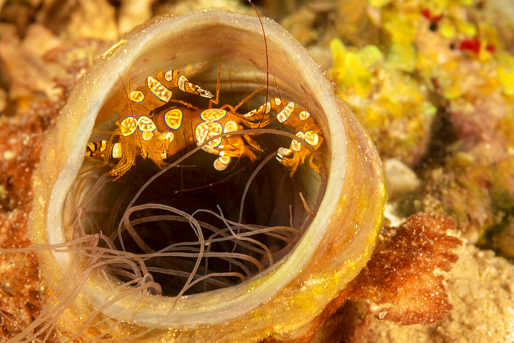 Three squat anemone shrimp (Thor amboinensis), at the base of a tube anemone, Philippines, Southeast Asia, Asia