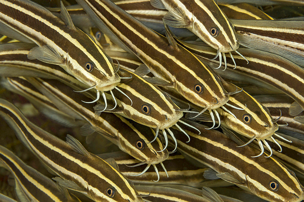 These striped catfish (Plotosus lineatus) have a venomous spine in front of their pectoral fin, Philippines, Southeast Asia, Asia