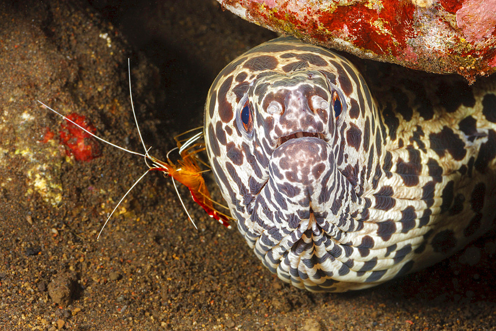 A cleaner shrimp (Lysmata amboinensis) inspecting a honeycomb moray eel (Gymnothorax favageneus), Philippines, Southeast Asia, Asia