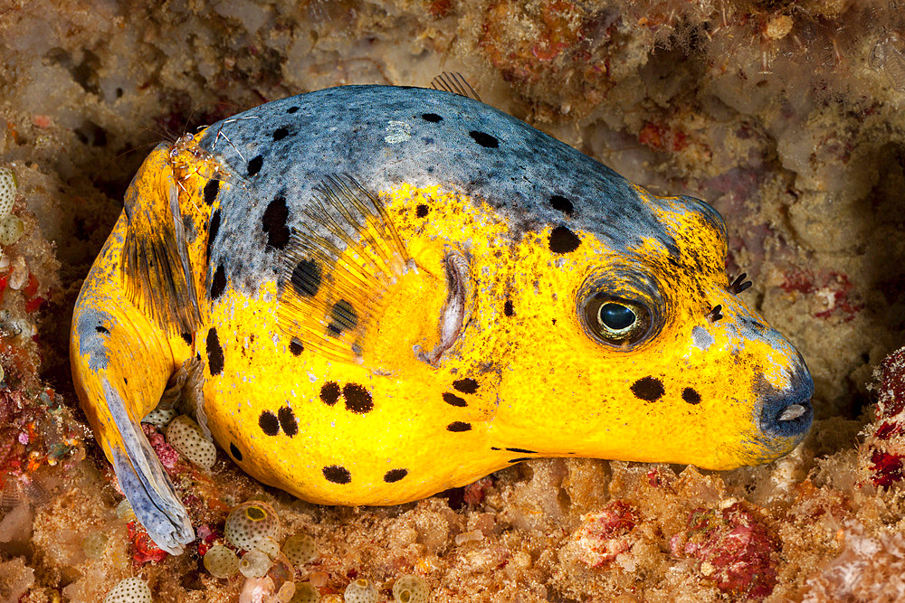 A blackspotted puffer (Arothron nigropunctatus) curled up on the reef for the night, Philippines, Southeast Asia, Asia