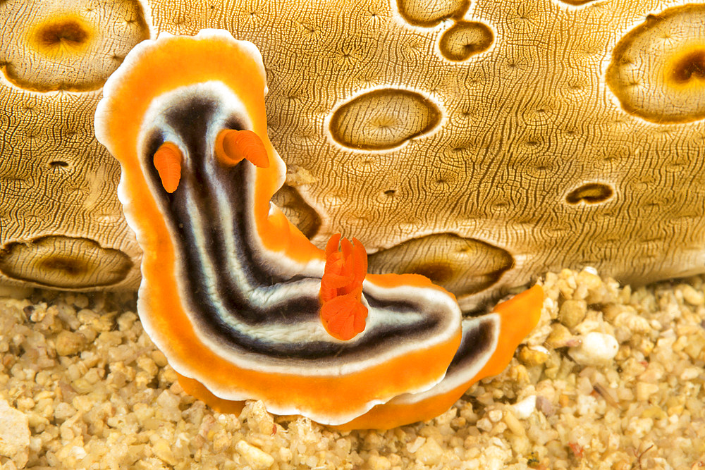 A pajama nudibranch (Chromodoris quadricolor) attempts to climb up the side of a sea cucumber, Philippines, Southeast Asia, Asia