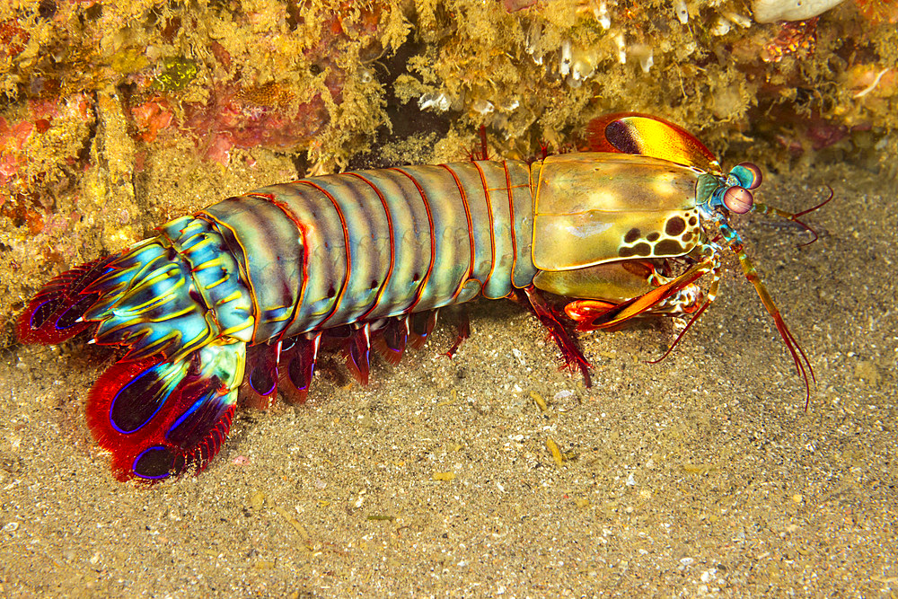 A mantis shrimp (Odontodactylus scyllarus), Cebu, Philippines, Southeast Asia, Asia