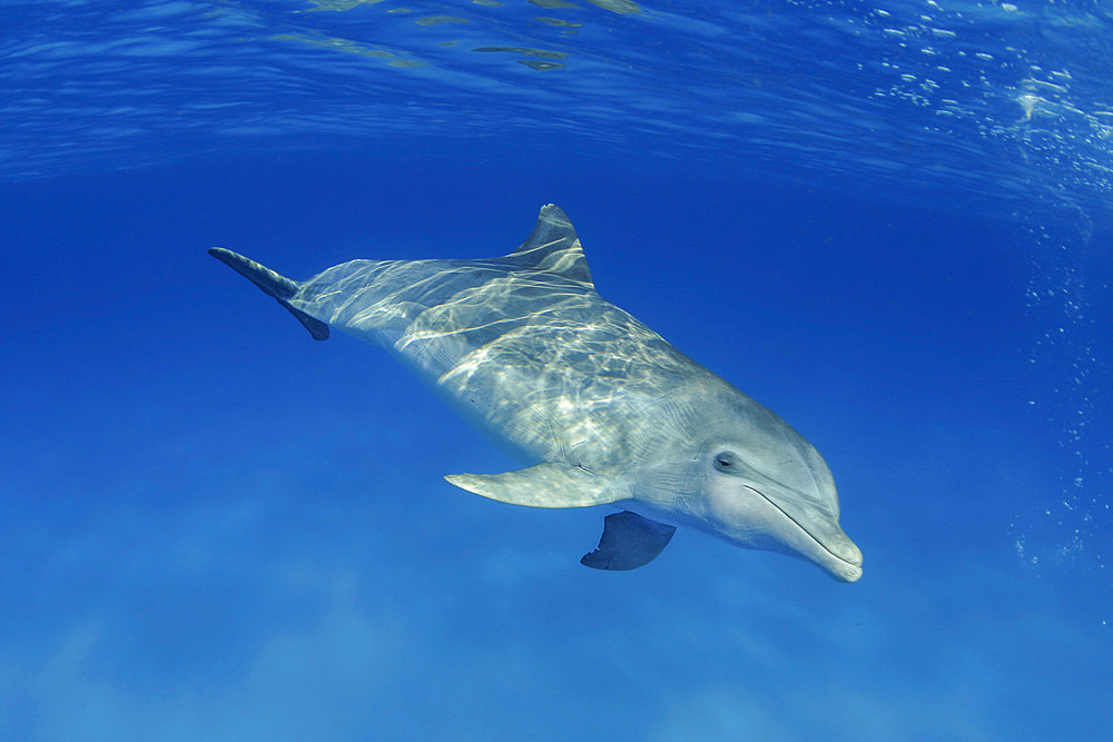 An Atlantic Bottlenose Dolphin (Tursiops truncatus), Bahama Banks, Bahamas, Central America